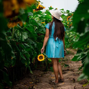 4 Jan 25 - Sunflower Farm Entry Ticket